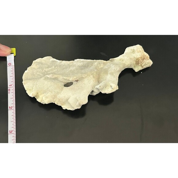 Natural San Blas Beach-Collected Coral Souvenir Caribbean Coastal Home Decor - Picture 8 of 12